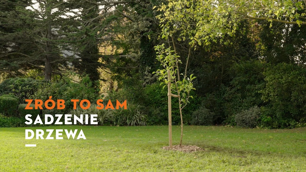 ZRÓB TO SAM: 🌳sadzenie drzewa w ogrodzie🌳