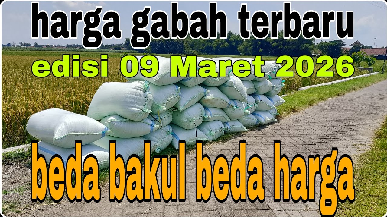 Harga gabah hari ini 09 Maret 2026@Petanimuda2putra 