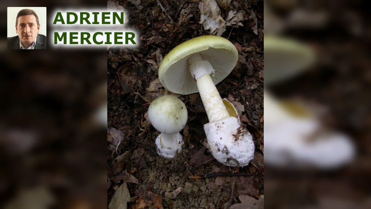 Découvrez l'Amanite Phalloïde : Le Champignon Mortel à Éviter Absolument !