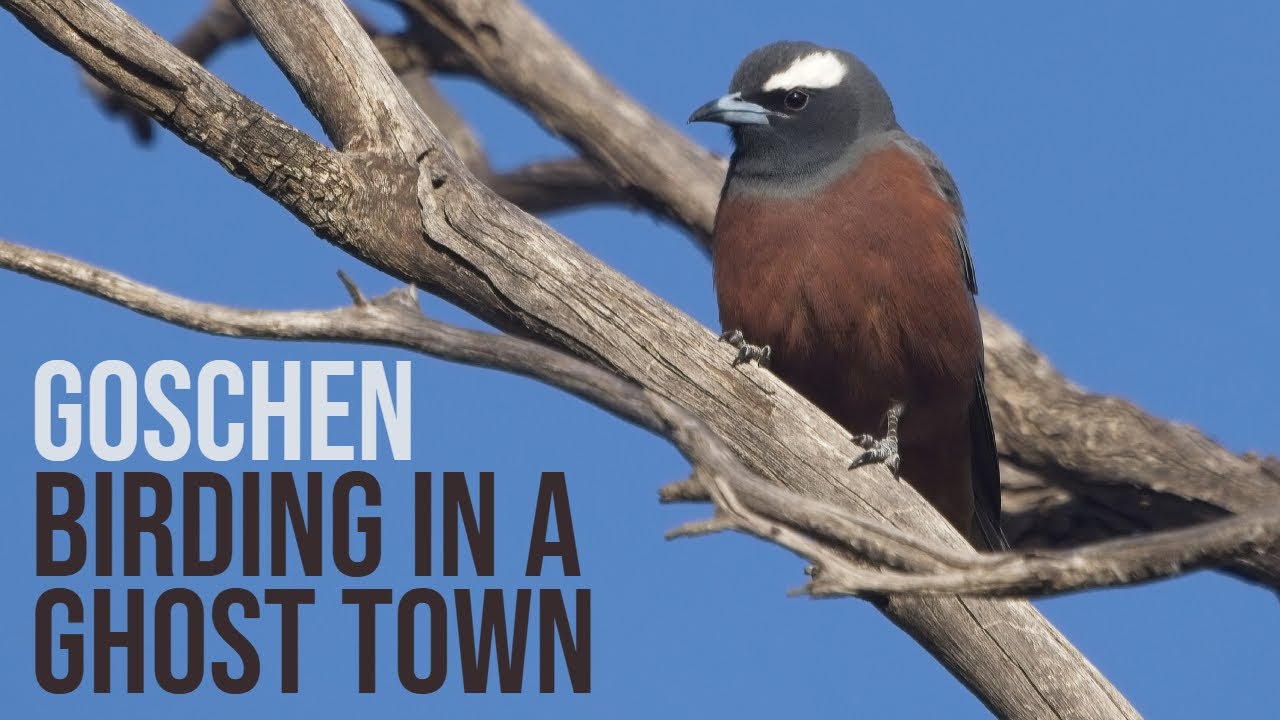 is this the best BIRD WATCHING reserve in Victoria?? (GOSCHEN Victoria Australia)