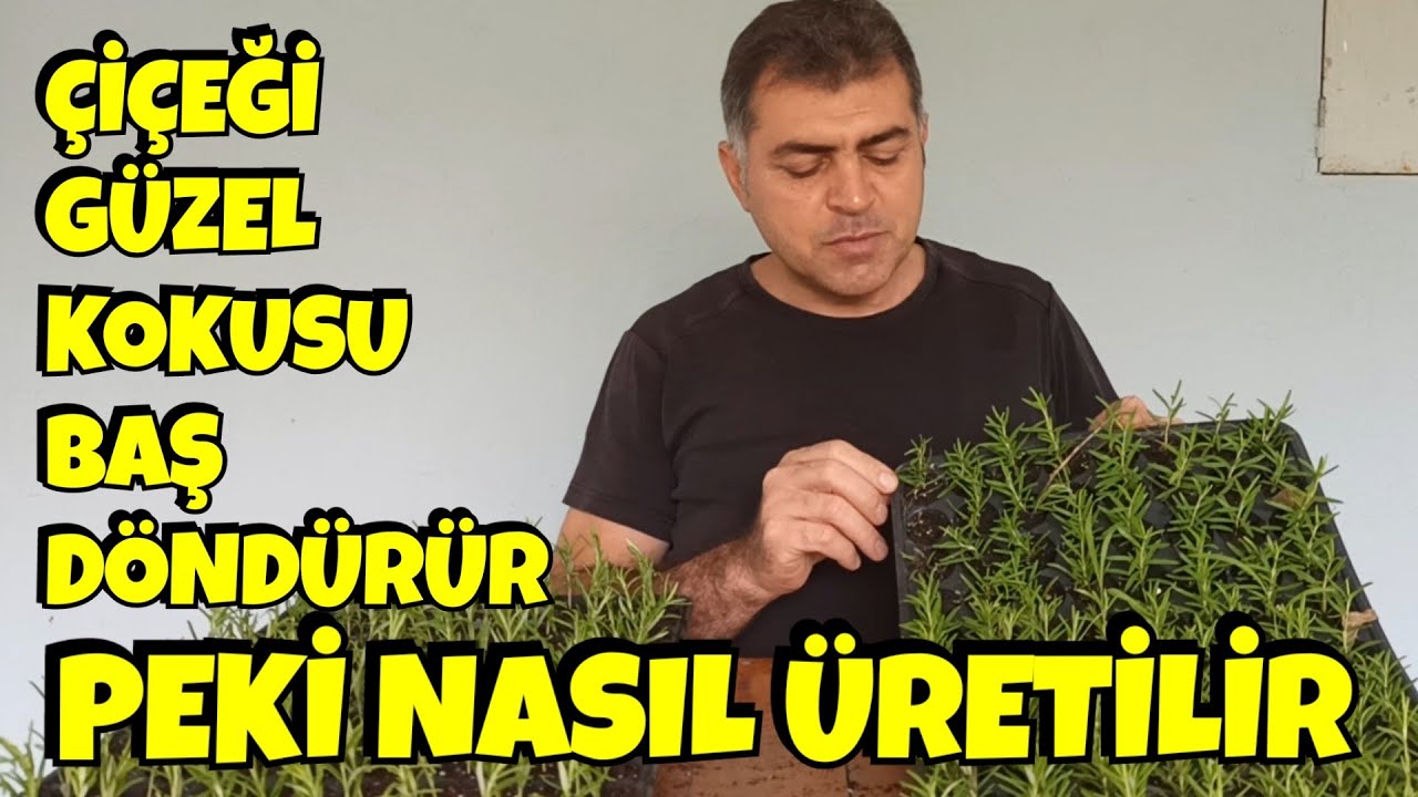 Bu Dalları Köklendirmek Çok Kolay