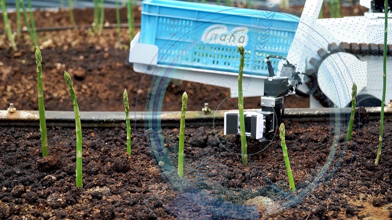 Harvesting Asparagus - From Manual Harvesting to High-tech Machines