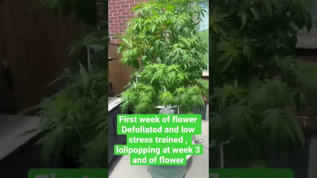 How to grow  vertical aeroponic cannabis 2022-week 9 day 1 tower garden