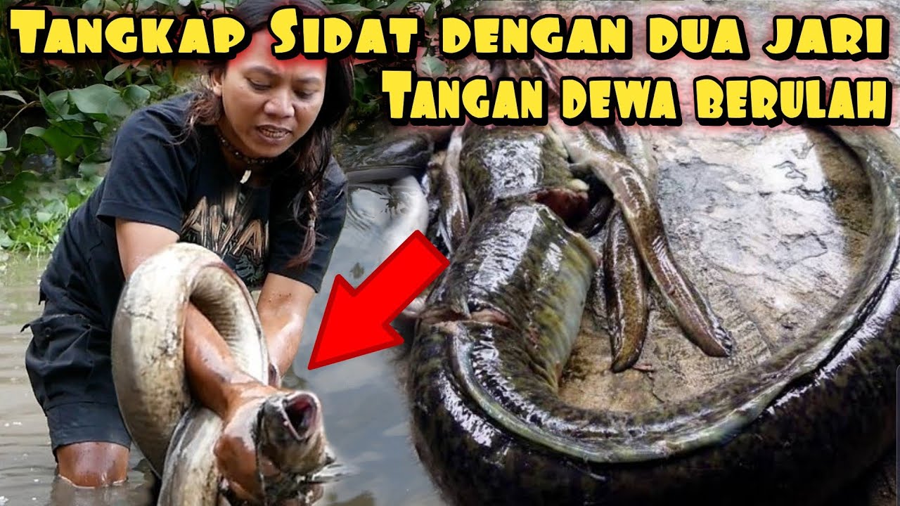 TANGKAP SIDAT BESAR DENGAN TELUNJUK SAKTI