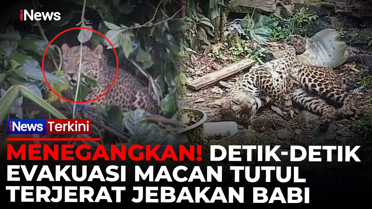 Viral! Macan Tutul Turun Gunung di Puncak, Bogor. Masuk ke Permukiman Warga! | iNews Terkini