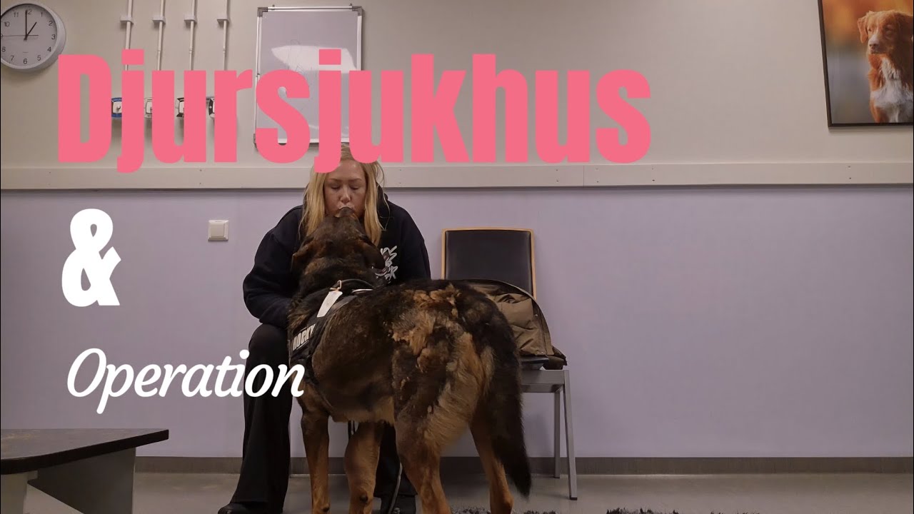Vlogg | Djursjukhuset & Operation 