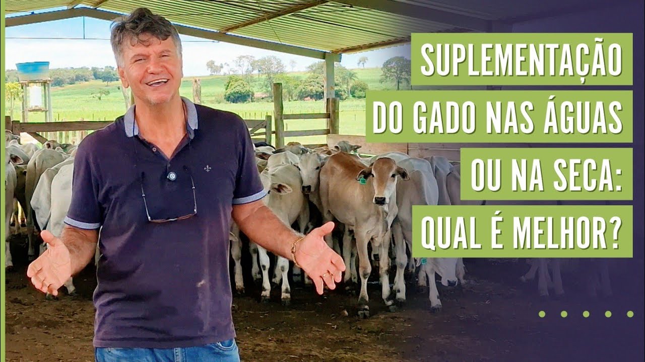 SUPLEMENTAÇÃO DO GADO NAS ÁGUAS OU NA SECA: QUAL É MELHOR?