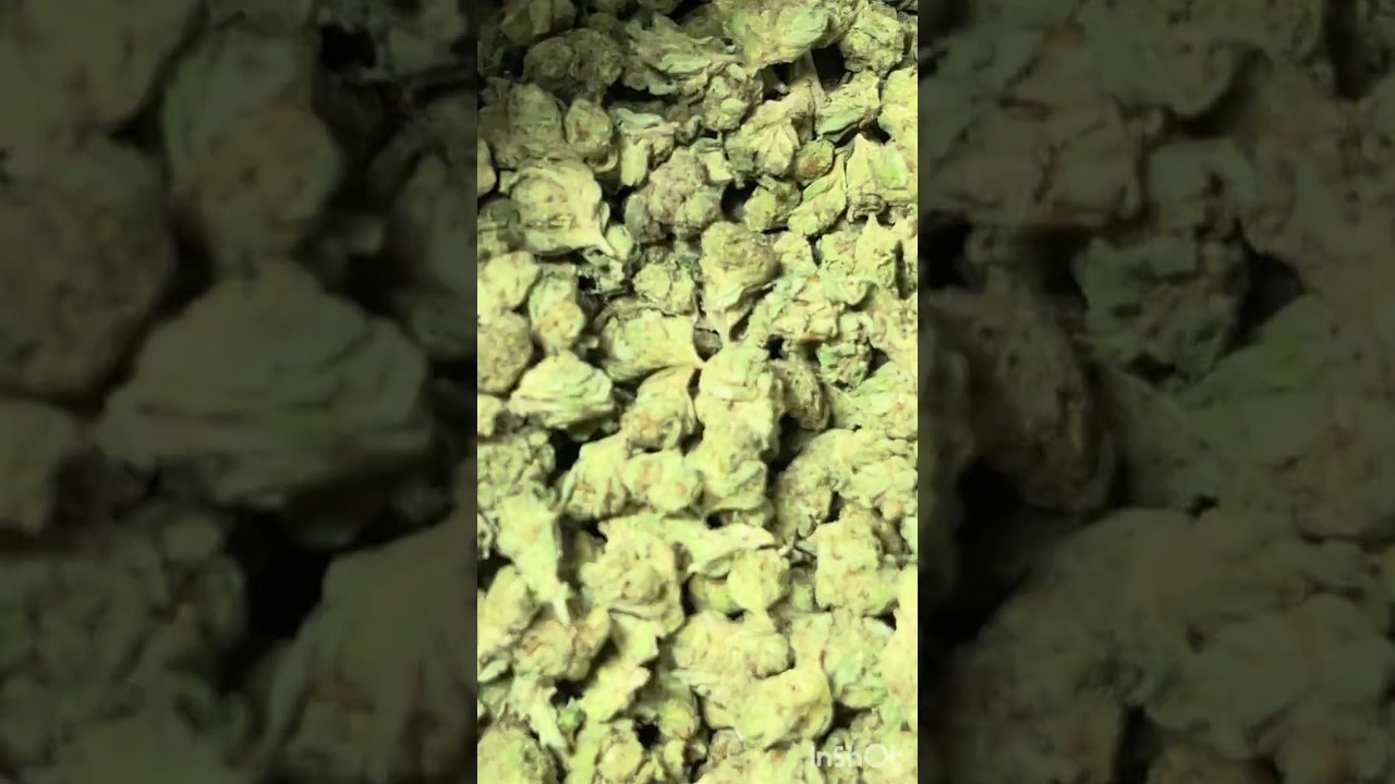 XJ-13 indoor smalls 160$ QP THCAsmallbuds