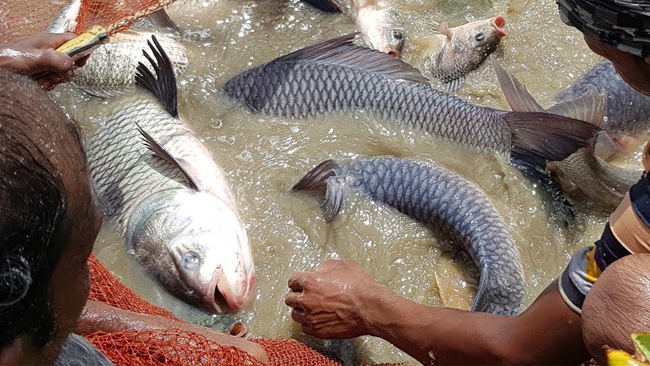 Net Fishing Video | Tons of Big Fish | Gill Net Fishing