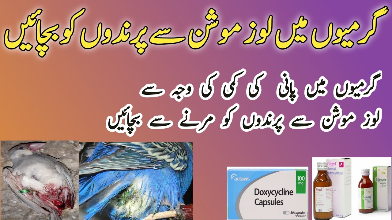 Loose motion ka ilaj | Best Loose motion treatment of birds |garmion me loose motion se kese Bachain