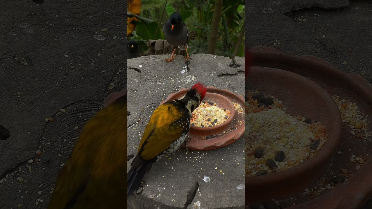 cat tv birds view for cats to watch