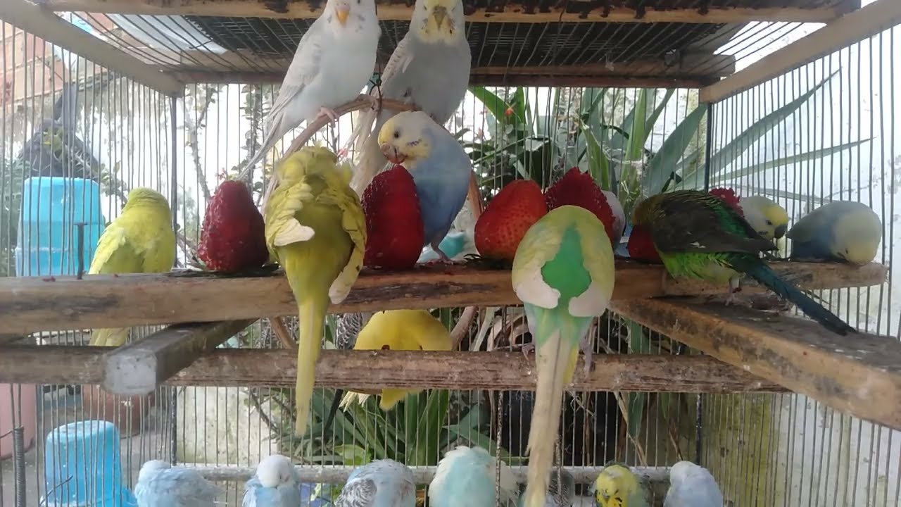🐦インコ基準だと評価がここまで変わる