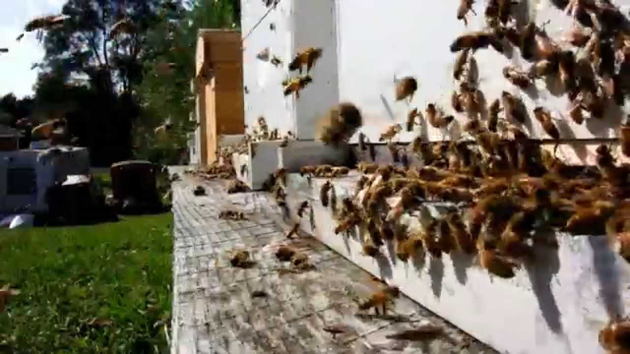 Hive activity. HONEY B GUYS