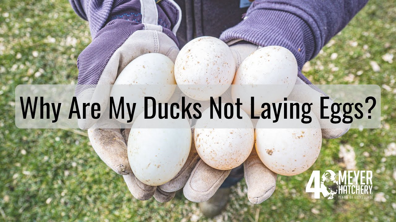 Why Are My Ducks (and Geese) Not Laying Eggs?