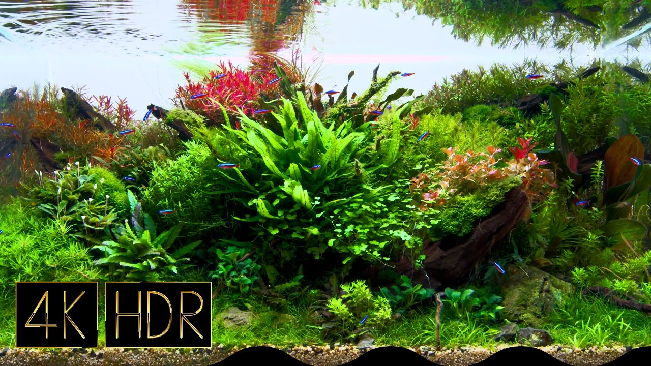 Awesome Aquatic Plant Layout Tank • Fixed 3hours 4K HDR 60fps • Water sound | Real Aquarium