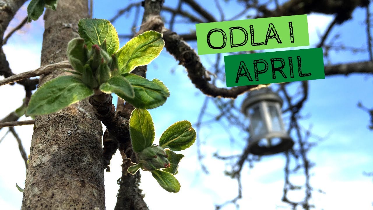 Odla i APRIL - Våren är här! Det börjar bli trångt i växthusen och det är tid för sådd