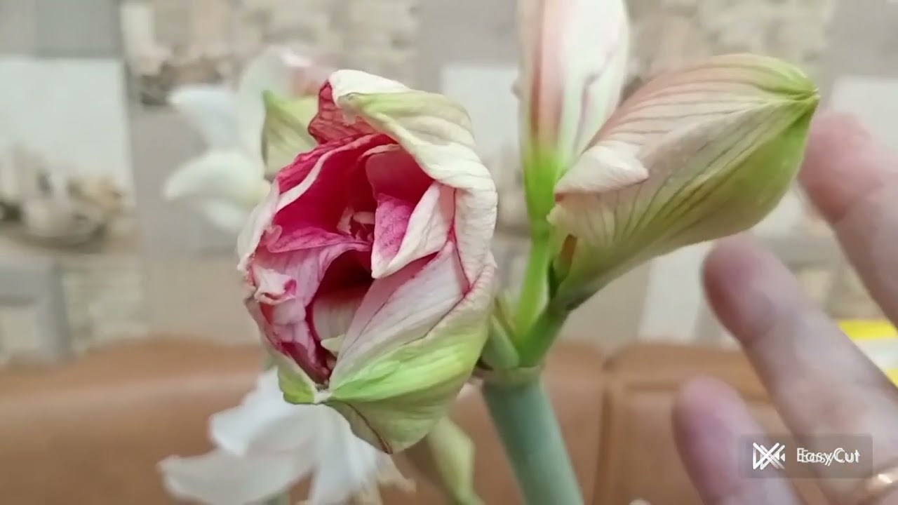 Амариліси квітують