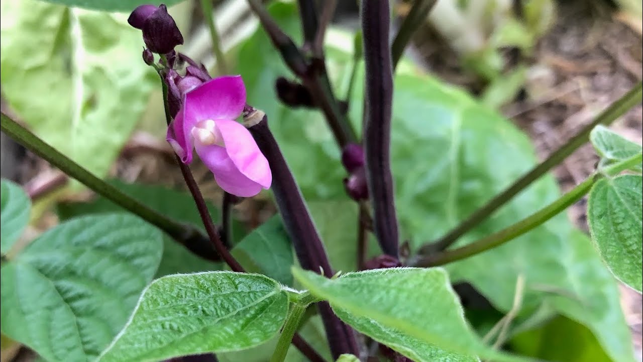 Why are Purple Beans Purple?