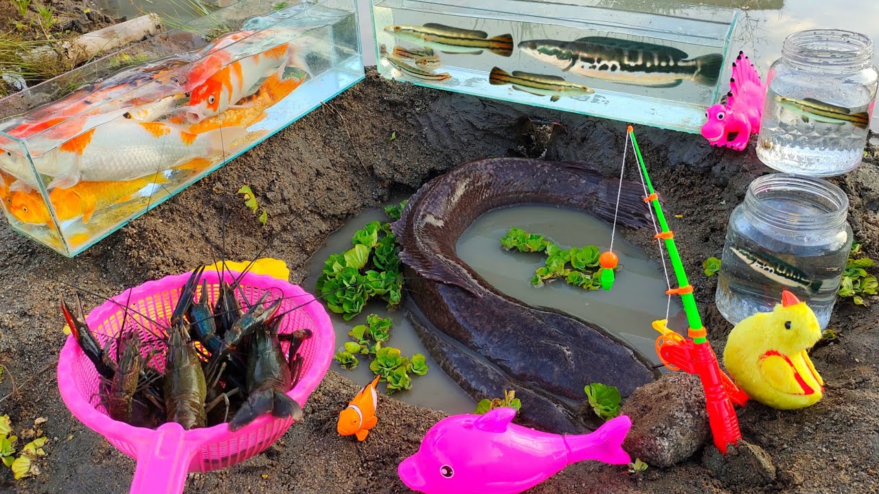 Catch big catfish, channa fish, toman fish, betta fish, ornamental fish, koi fish, lobster