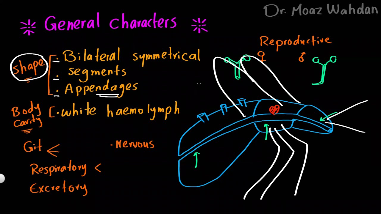 Parasitology 27 Artropods 01   »DrMoaz