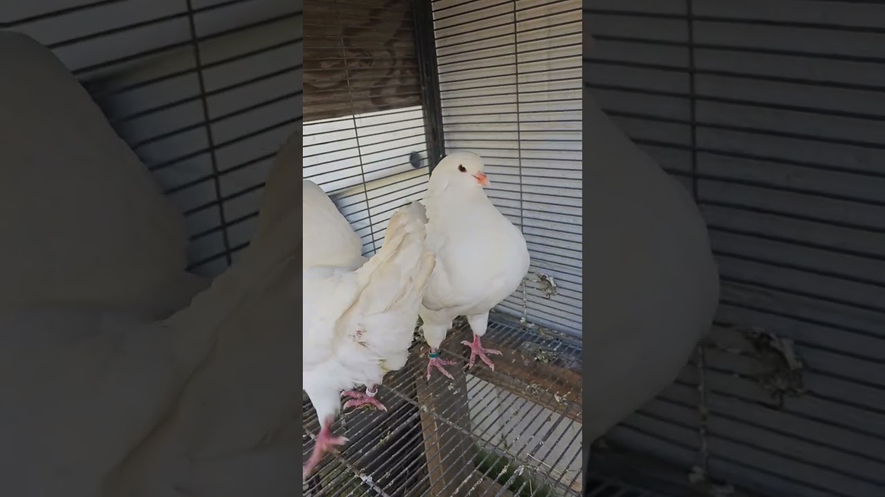 pair of my King Pegion #breedingpigeons #birds #ytshorts