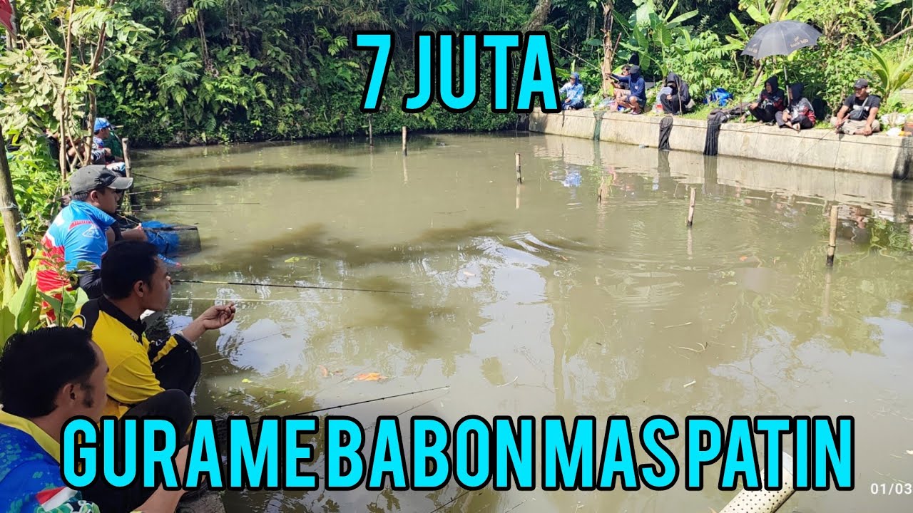 DEMI GURAME BABON ANGLER BANDUNG RELA KE TASIK‼️7 juta gurame babon 3 kg sampe 5 kg 