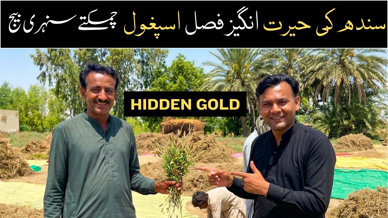 Ispaghol Farming in Sindh
