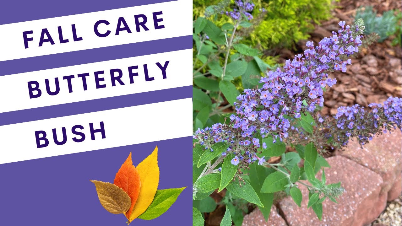 Butterfly Bush Fall Care (Buddleia)
