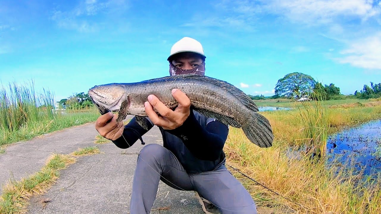 Daming mamaw na Dalag sa Gugo | Banyak Ikan Gabus Besar di Spot ini | Snakehead Fishing Philippines