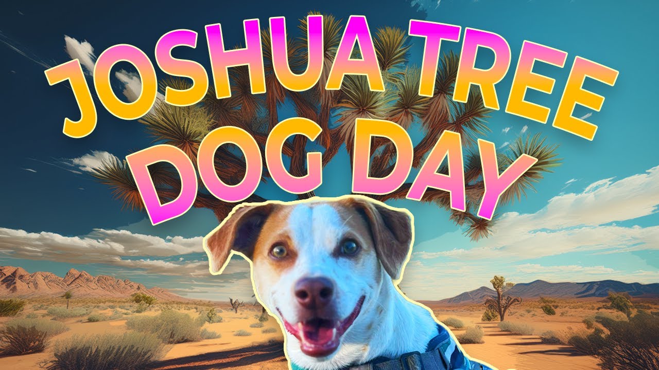 🌵 Joshua Tree With a Dog (2026) • What Worked, What Didn’t & Where We Pivoted #joshuatree