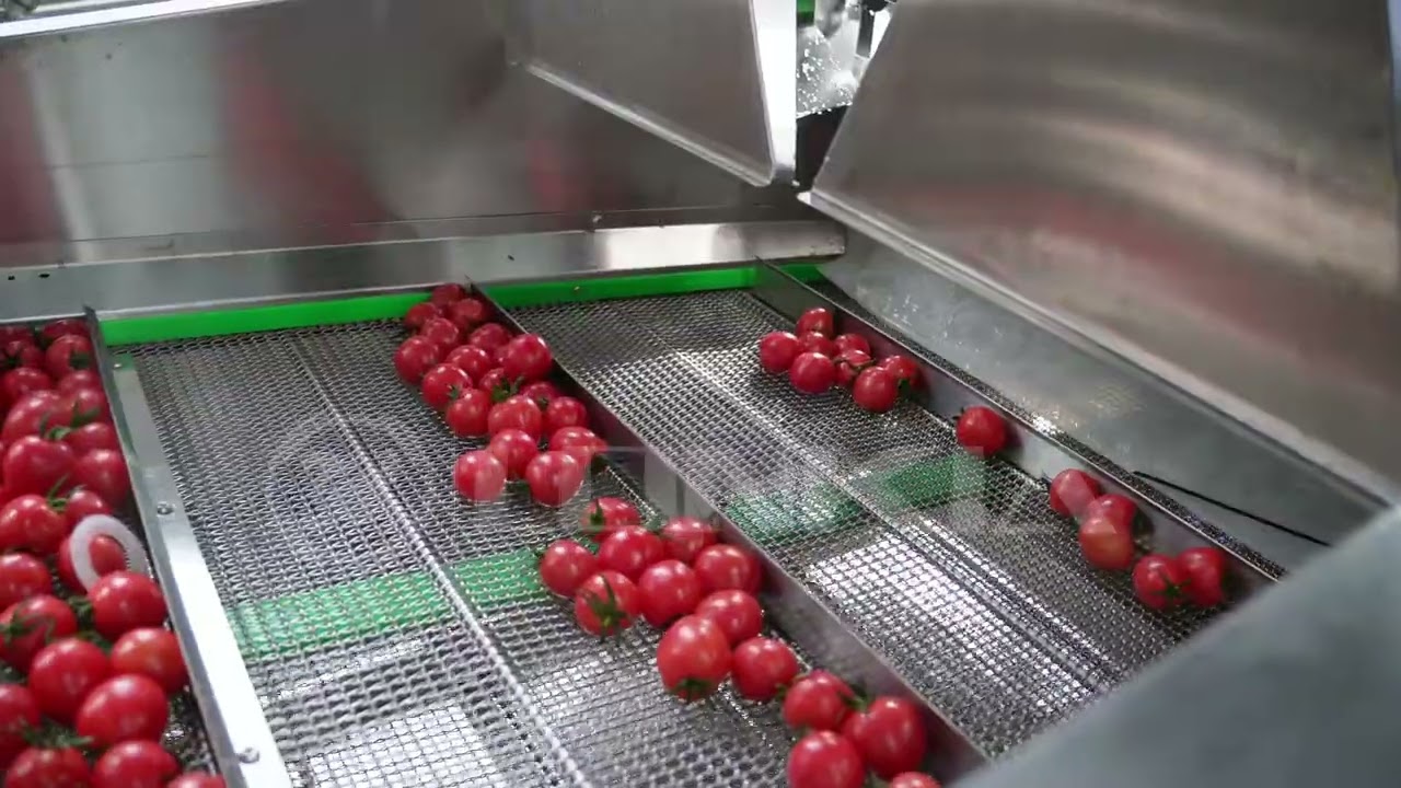 Cherry Tomato Washing & Air Drying Line | Tomato, Strawberry, Grape & Blueberry Cleaning Machine