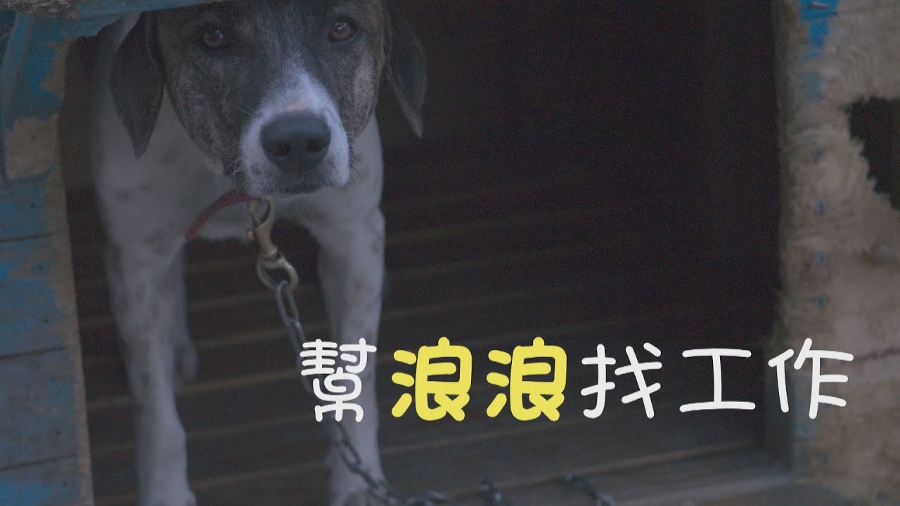 【#流浪動物】幫浪浪找工作｜流浪犬變身工作犬 (我們的島 第1031集 2019-11-25)