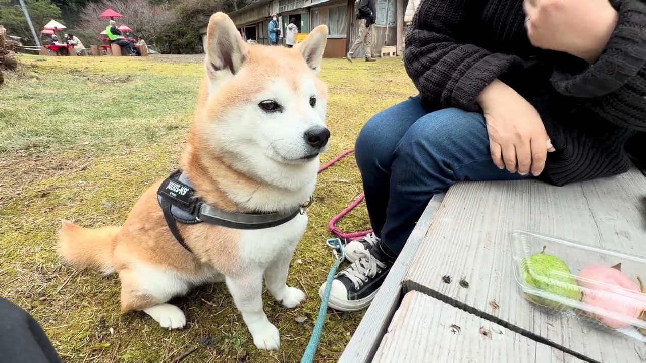 梅林も綺麗だけど… おやつが美味しいワン‼️