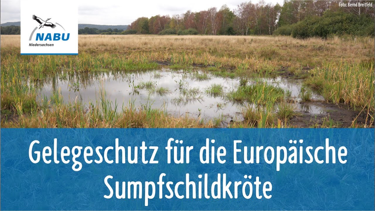 Gelegeschutz Europäische Sumpfschildkröten / NABU Niedersachsen