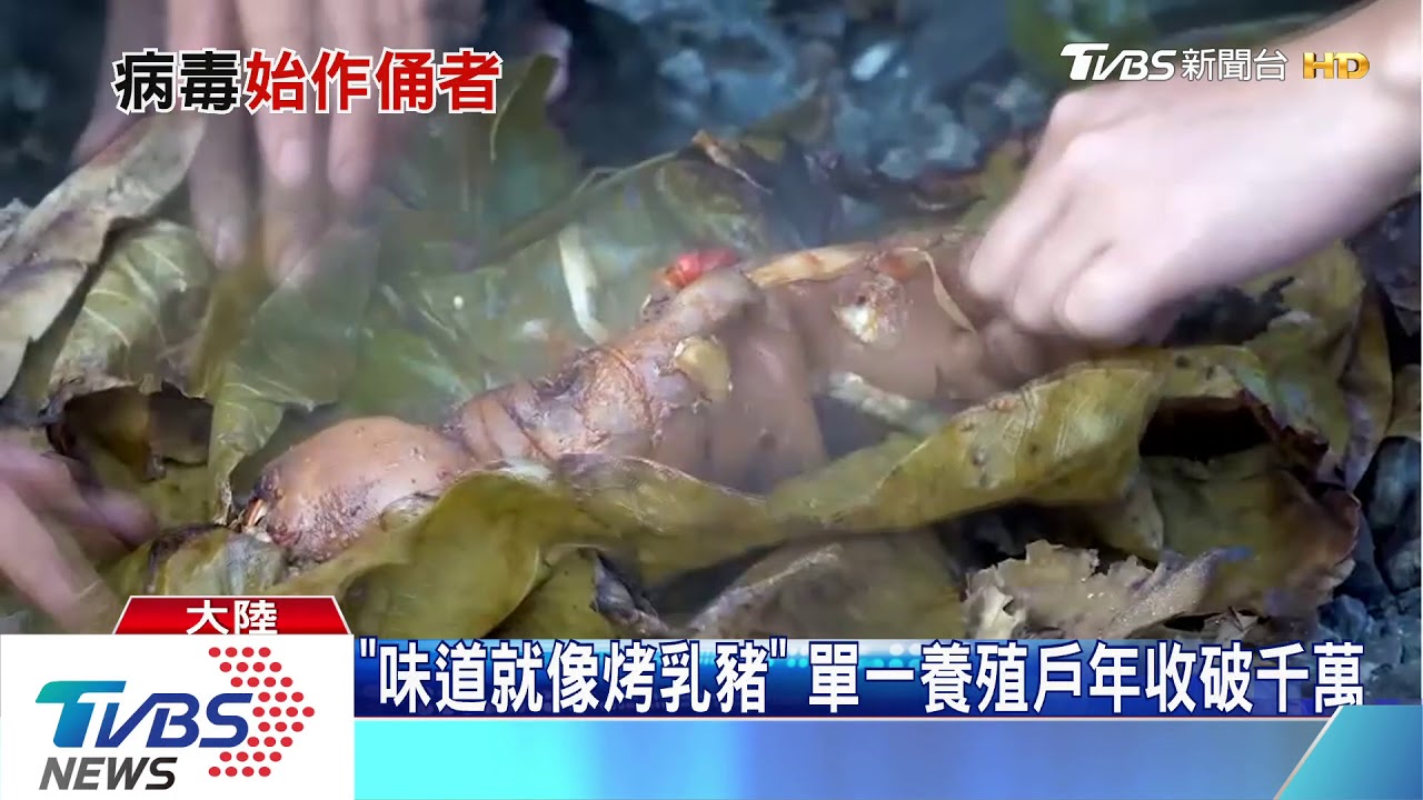 陸饕客最愛的野味！竹鼠恐為武漢肺炎源頭