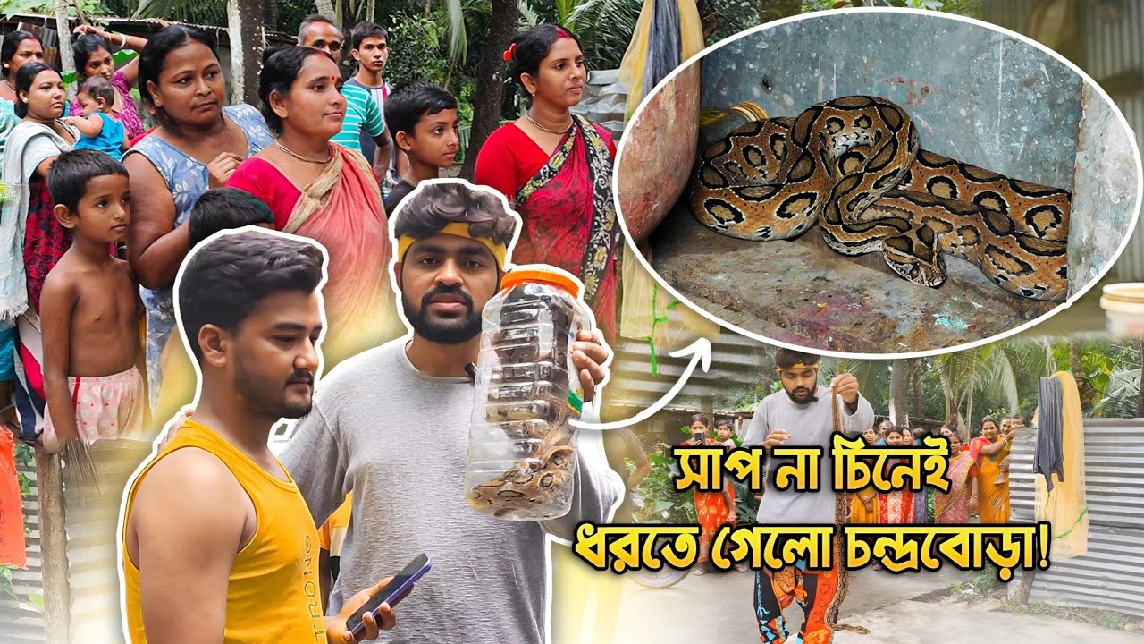 এটা এমন সাপ, যাকে মা*রতে গেলেও ম*রবে! Dangerous Russell's Viper Snake B*ite  #snakesaverbrothers