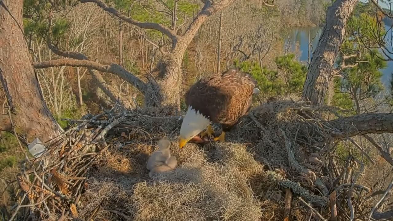 #baldeagle Cam5#14 Review baby birds in the nest - Dad and mother brings food to feed their chicks