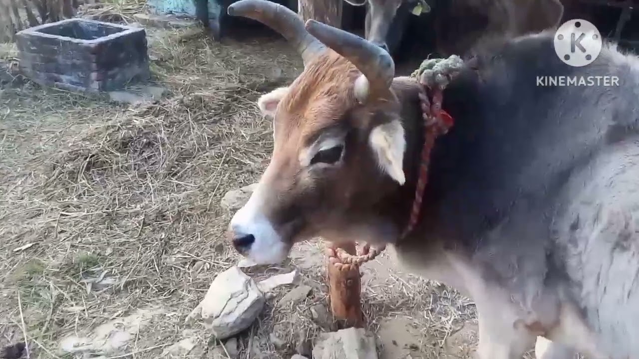 My first blog #my Home Town # of kumaoni #like # share # pahadi Life # blogger # youtube # thanks 🙏🥰