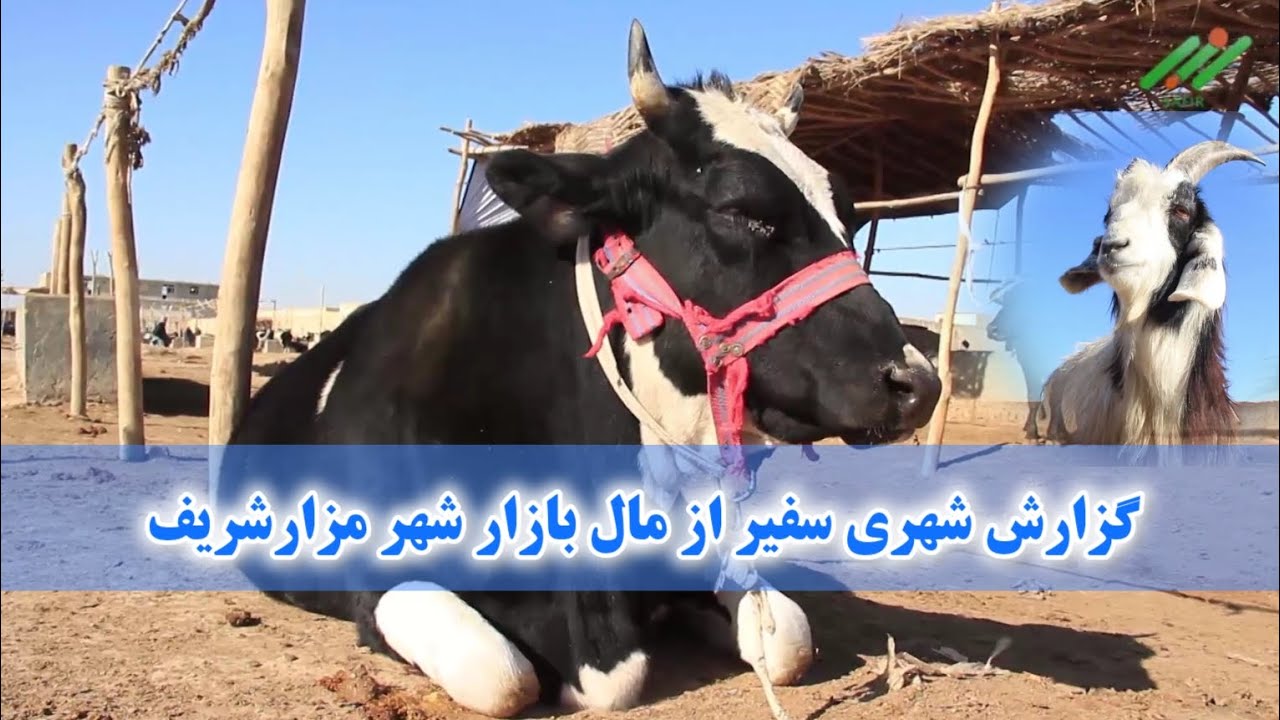گزارش شهری سفیر از مال بازار شهر مزارشریف