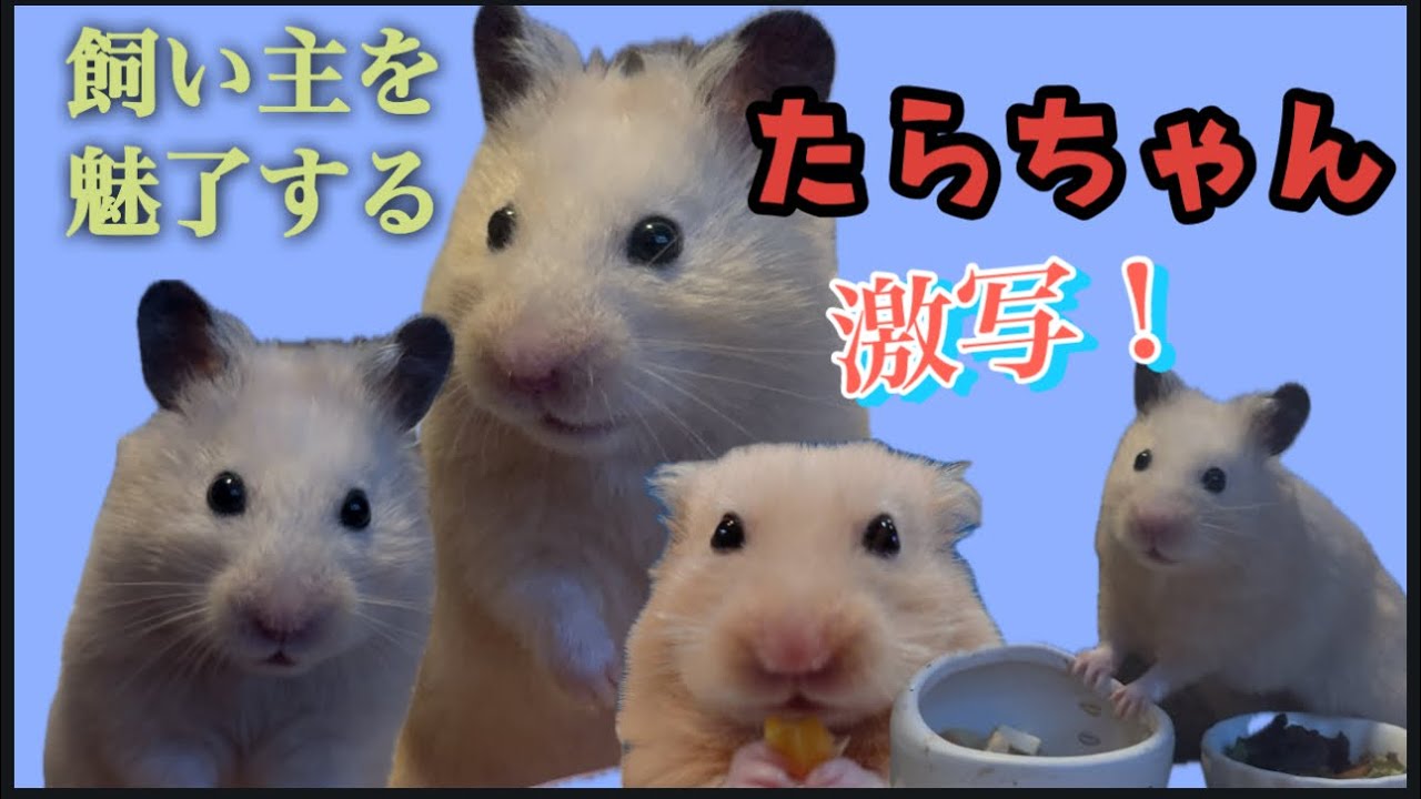 たらちゃんのポテンシャル、覚醒するの巻