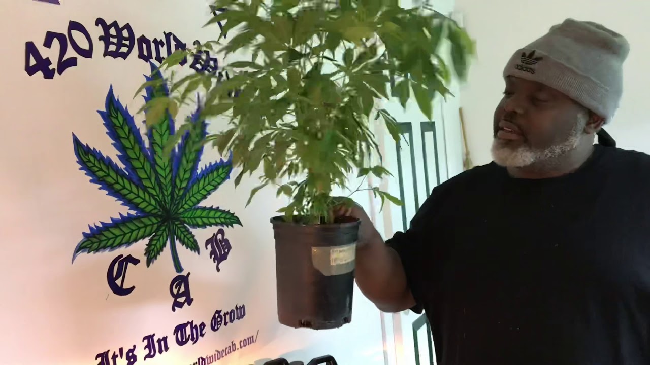 Let Your Plants Grow