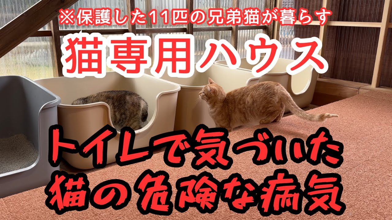 【先日保護】猫の重大な病気に気づく事が出来ました【尿路結石】