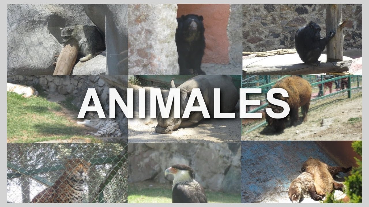 Conoce El Zoologico de Zacango