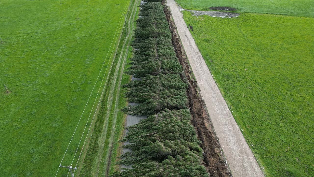 Severe Weather Flattens Trees over Road in New Zealand