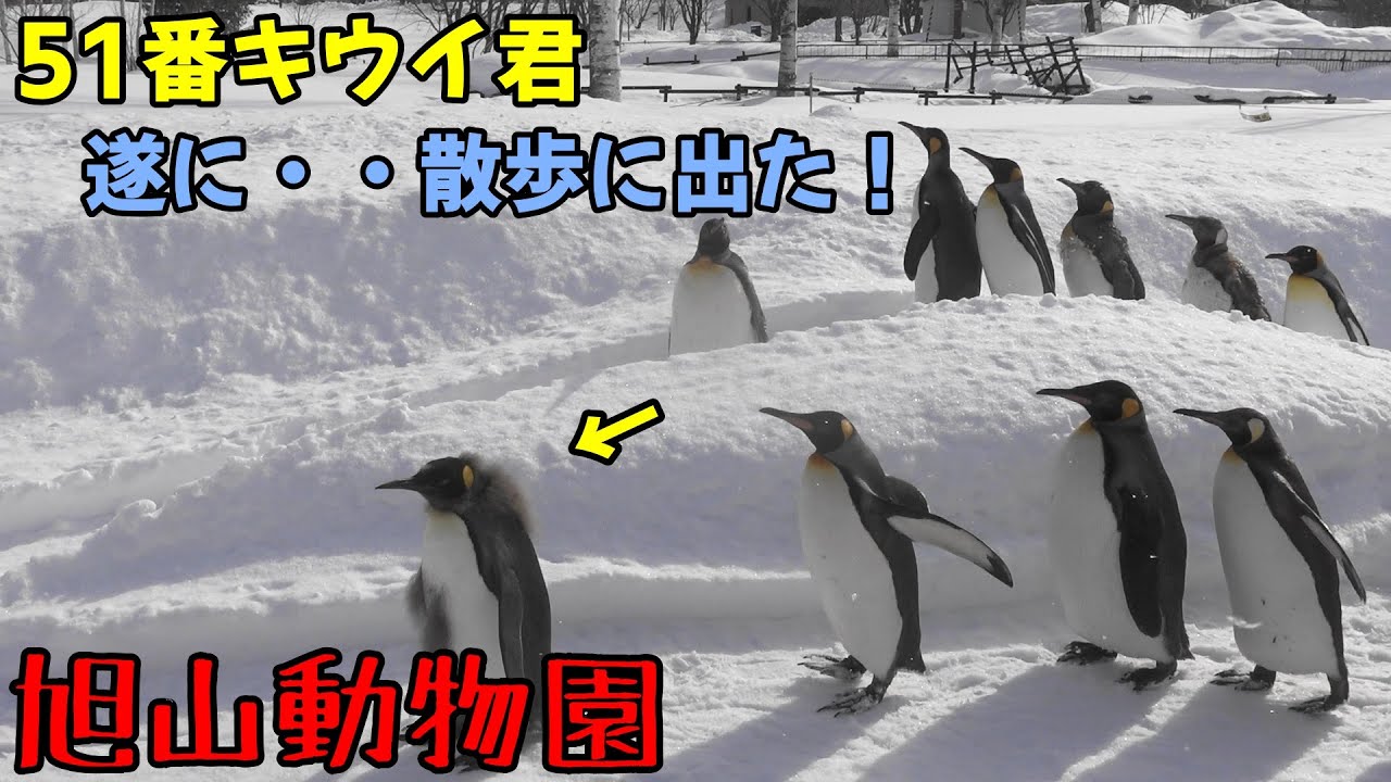 【旭山動物園】キングペンギン51番キウイ君が、ついに散歩に出ました。！