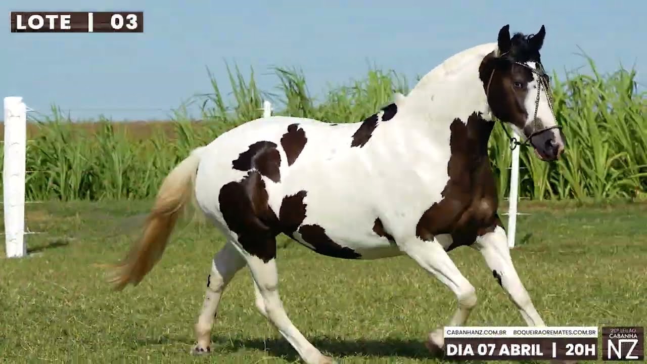 Lote 03 &ndash; NZ BENDICION &ndash; 21&ordm; Leil&atilde;o Virtual CABANHA NZ &ndash; 2026