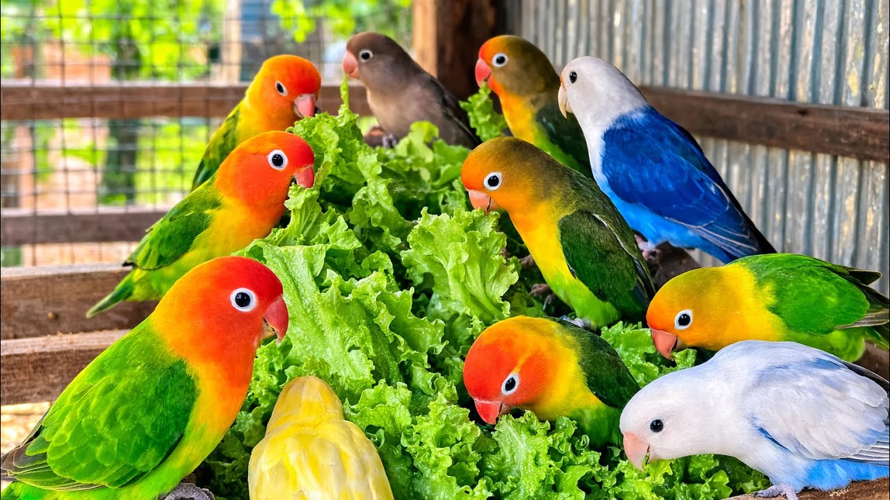Lovebird Colorful 💚❤️#lovebirds #sunconure #parrotlover #birds #cutelovebird