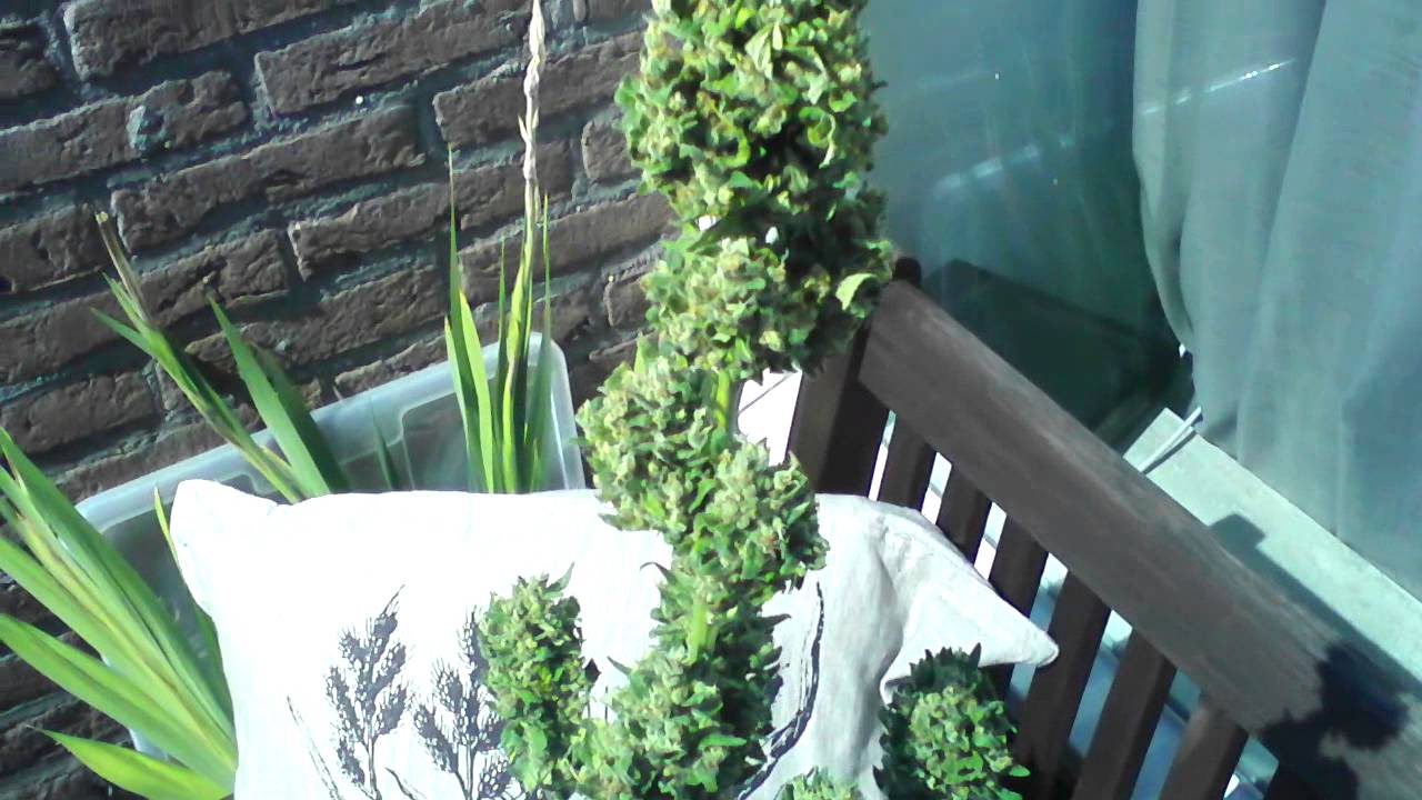 SWEET SKUNK AUTOFLOWER HARVEST
