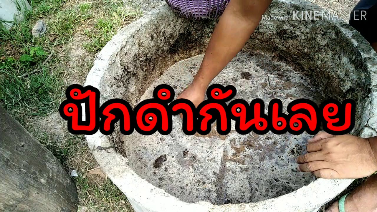 วิธีปลูกผักบุ้งแก้วในวงบ่อซีเมนต์