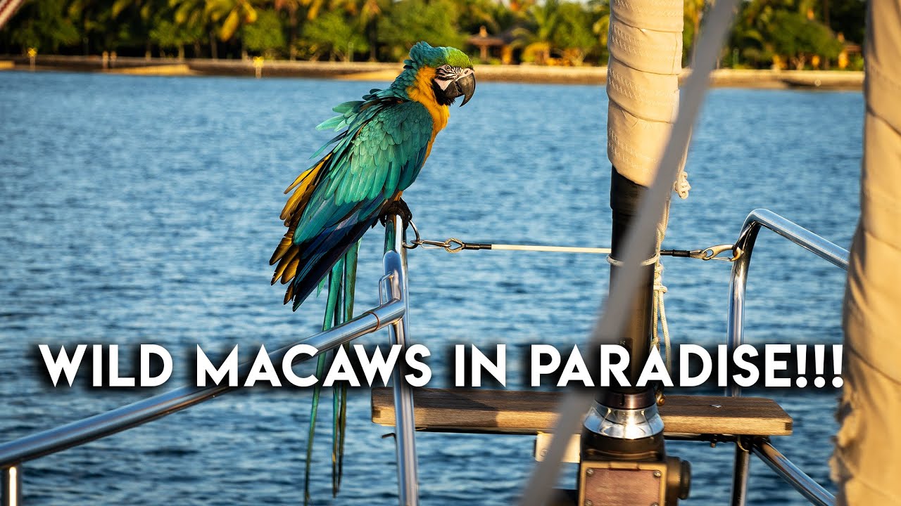 Our boat got BOARDED in Brazil! (By wild Macaws😂) - Outside Watch Vlog #27
